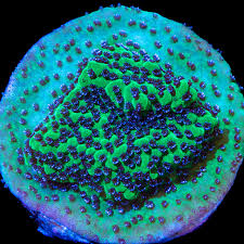 Montipora spp.