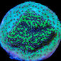 Montipora spp.