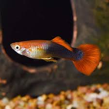 Guppy Gold Head Red Tuxedo Male