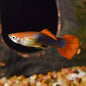 Guppy Gold Head Red Tuxedo Male