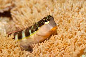 Blenny - Lineatus