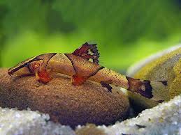 Lizard Fish/Saddleback Loach (Homaloptera orthogoniata) 4.5cm