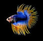 Betta Crowntail Male - Assorted