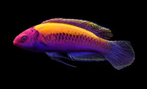 Wrasse - Orange-Back Fairy (Cirrhilabrus aurantidorsalis)