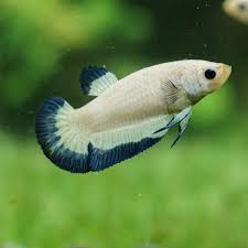 Betta PKHM Blue Rim