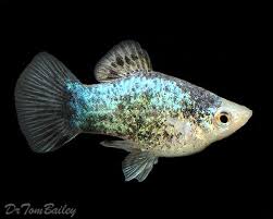Platy Neon Blue