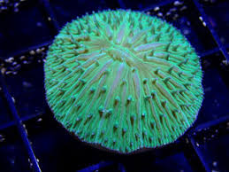 Disk Corals (Fungia/Heliofungia/Herpolitha sp.)