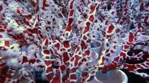 Spider Sponge
