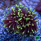 Torch Corals - Branching (Euphyllia glabrescens.)