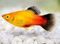 Platy Wagtail - various