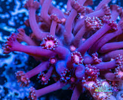 Flower Pot Corals (Goniopora, Alveopora, Bernardpora sp.)