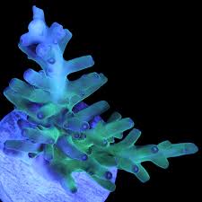 SPS Frags [Aquacultured]