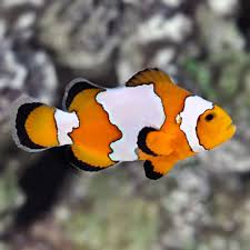 Clownfish - Snowflake - Pair