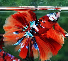 Betta Halfmoon Male - Assorted