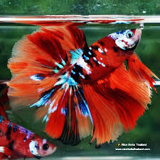 Betta Halfmoon Male - Assorted