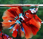 Betta Halfmoon Male - Assorted