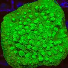 Meteor Showers (Cyphastrea sp.)