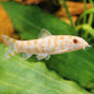 Loach - Pakistani/Yoyo (Botia almorhae)