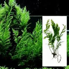 TC Bolbitis Heudelotti - African Water Fern