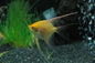 Angelfish Veiltail Gold 3.5-4cm