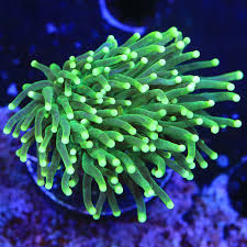 Torch Corals - Branching (Euphyllia glabrescens.)