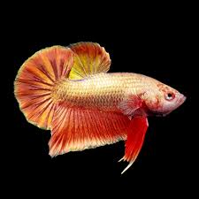 Betta PKHM Purple Gold Male