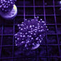 Torch Corals (Euphyllia glabrescens.)