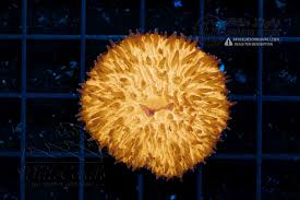 Disk Corals (Fungia/Heliofungia/Herpolitha sp.)