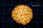 Disk Corals (Fungia/Heliofungia/Herpolitha sp.)