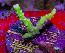 SPS Assorted Aquacultured Frags