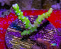 SPS Assorted Aquacultured Frags