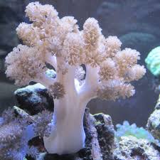 Finger Corals (Capnella Sp.)