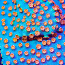 Meteor Showers (Cyphastrea sp.)