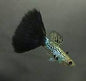 Guppy Male Black Cheek Cobra