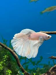 Betta Super Delta Male