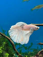 Betta Super Delta Male