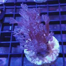 Branching Flower Coral (Cespitularia Sp.)