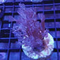 Branching Flower Coral (Cespitularia Sp.)