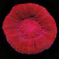 Doughnut Corals (Scolymia sp.)