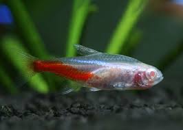 Neon Tetra Species