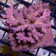 SPS Assorted Aquacultured Frags