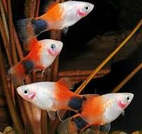 Peppermint Candy Platy