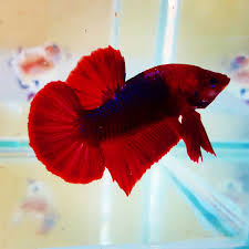 Betta HMPK Hellboy Male