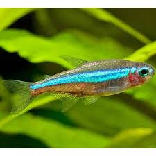 Neon Tetra Species