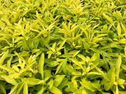 Yellow Alt (Alternanthera Bettzickiana) - Marginal/Bog plant