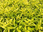 Yellow Alt (Alternanthera Bettzickiana) - Marginal/Bog plant