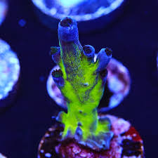 SPS Assorted Aquacultured Frags