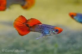 Snakeskin Koi Guppy -  PAIR