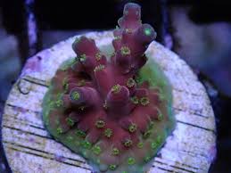 SPS Assorted Aquacultured Frags