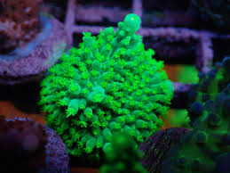 SPS Assorted Aquacultured Frags